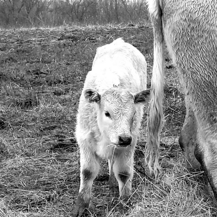  winter calf2